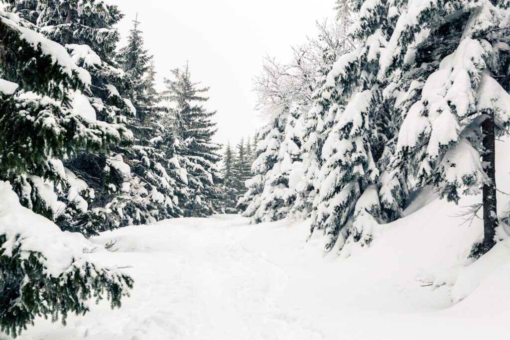 加拿大冬季森林